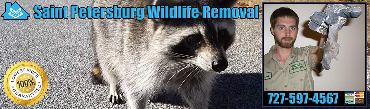 Saint Petersburg Wildlife and Animal Removal